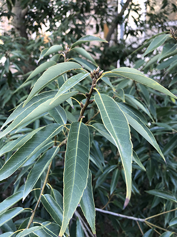 Pointed evergreen leaves