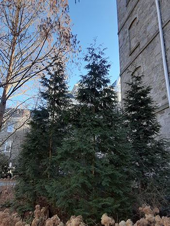 Thuja 'Green Giant' 