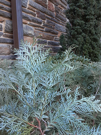 Thuja koraiensis foliage