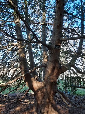 Large branches