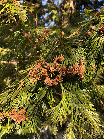 cones and foliage of Thuja