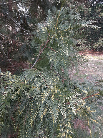 Thuja plicata 'Zebrina'