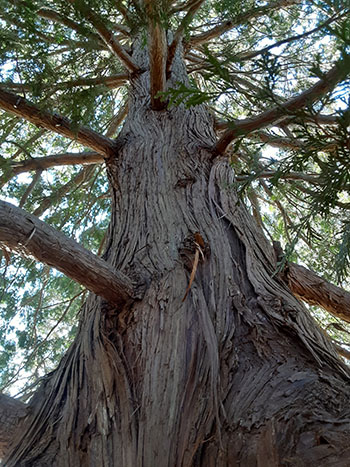 Thuja plicata bark