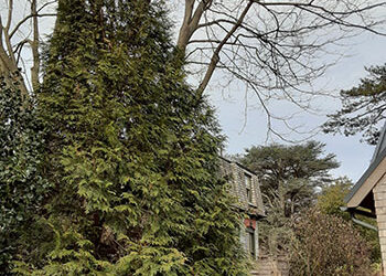 Plant of the Month: Thuja spp.