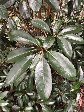 Glossy evergreen leaves