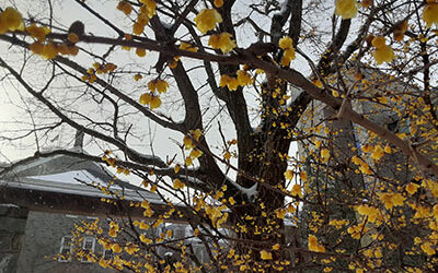 Plants of the Week: Feb. 8