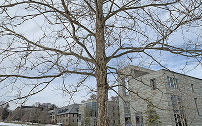 Plant of the Month: Platanus occidentalis