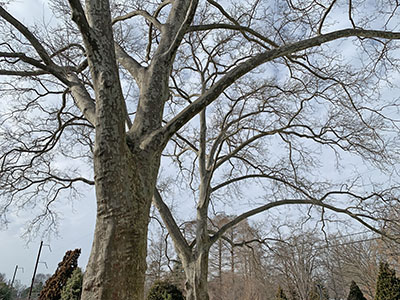 Large specimen trees