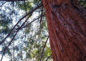 Plants of the Week: March 8