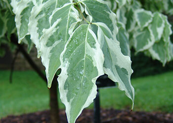 Plants of the Week: June 14