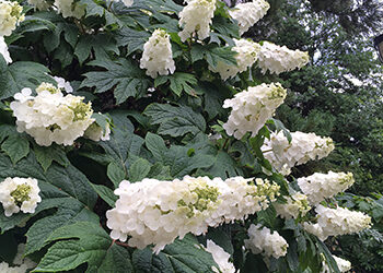 Plants of the Week: June 7