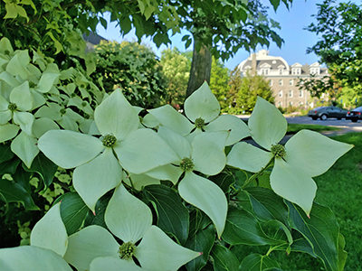 Cornus kousa ‘Greensleeves’, the kousa dogwood, is a heavily-flowering tree producing stunning white bracts on the entire plant which persist for up to six weeks.