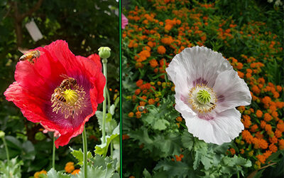 Plants of the Week: June 21