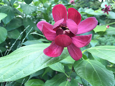 In the gardens to the northwest side of Kohlberg Hall, Calycanthus ‘Aphrodite’ (sweetshrub) has me smitten with its summer-long magnolia-like muted maroon-red blooms contrasted against lush semi-gloss apple green foliage.