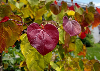 Plants of the Week: July 26