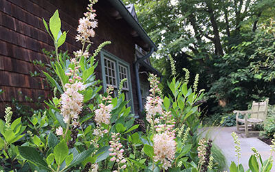 Plants of the Week: July 19