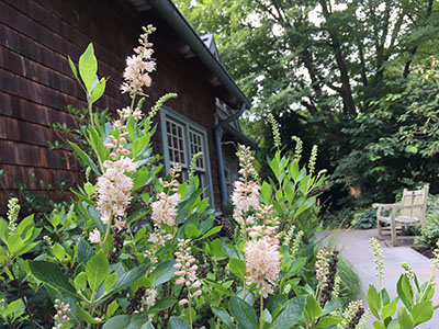 Now as we approach late summer, the buds of Clethra alnifolia are hinting with the faintest pale blush pink, and have begun to open white, spikes of bottlebrush flowers.