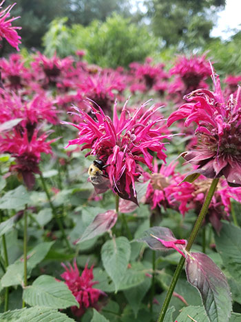 Monarda didyma ‘Raspberry Wine’, or bee balm, provides a tall, commanding, vibrant flower display in mid-summer that is highly attractive to bees, hummingbirds, and humans alike! 