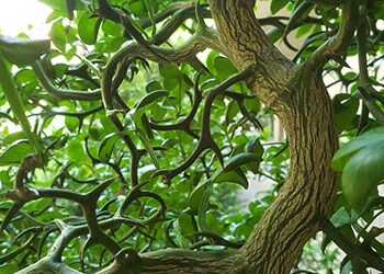 Plant of the Week: July 5