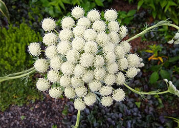 Plants of the Week: August 2