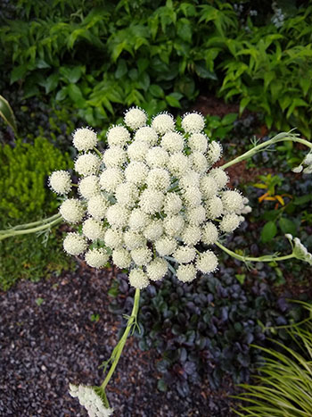 t resembles a common edible carrot (Daucus carota), but with a few twists.