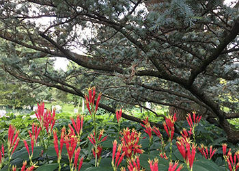 Plants of the Week: June 28