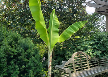 Plants of the Week: August 16