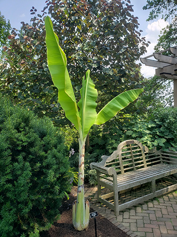 This exquisite banana typically showcases its subtle grandeur with a fine display of light green leaves and a dusty white pseudostem.