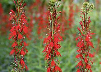 Plants of the Week: August 23