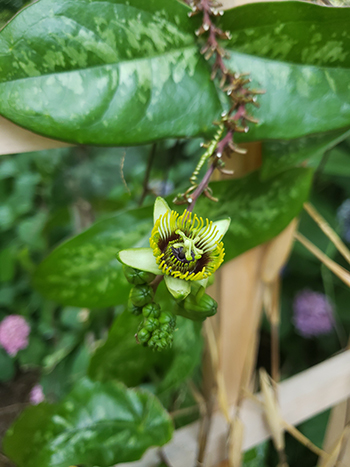 Passiflora coriacea, the bat-leaved passionflower, presents an adorable, dainty floral display and boasts a unique and riveting leaf shape as a complement. 