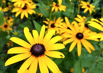 Plants of the Week: August 30