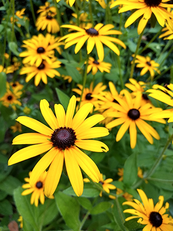 It is easily recognizable by its structural resemblance to a daisy, courtesy of being in the Asteraceae family, and its golden yellow petals offset by a black center.