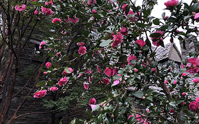 Plants of the Week: November 8