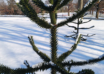 Plant of the Month: Araucaria araucana