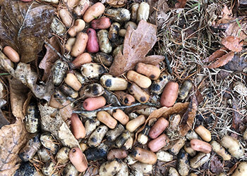 Plant of the Week: January 31