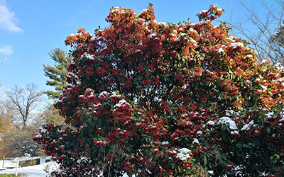 Plants of the Week: January 17