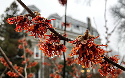 Plants of the Week: Feb. 14