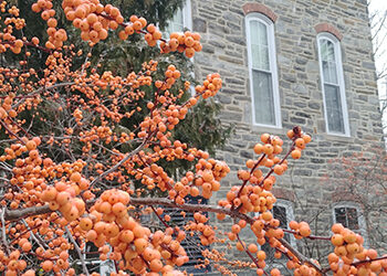 Plants of the Week: Feb. 28