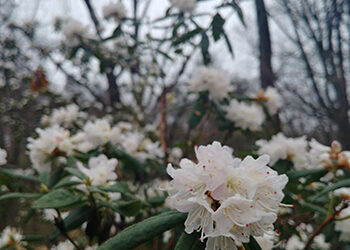 Plants of the Week: April 11