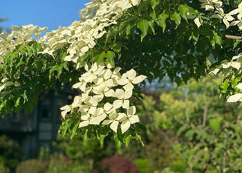 Plants of the Week: June 6