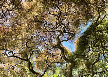 Plants of the Week: June 13