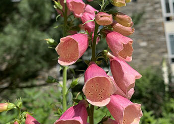 Plants of the Week: May 30