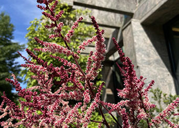 Plants of the Week: June 29