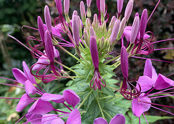 Plants of the Week: July 4