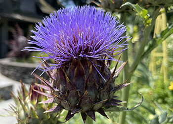 Plants of the Week: July 18