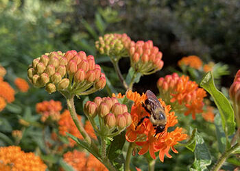 Plants of Week: June 20