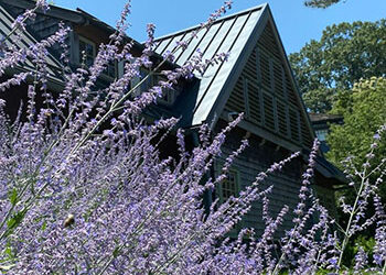 Plants of the Week: July 11