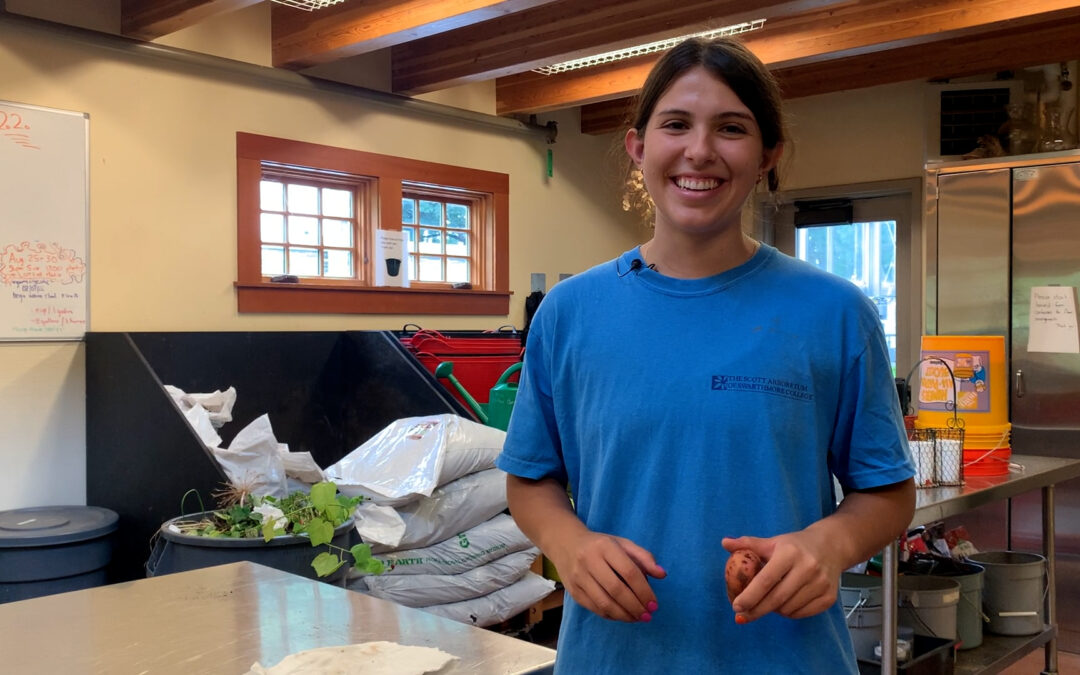 Gardener’s Almanac: Harvesting Potatoes