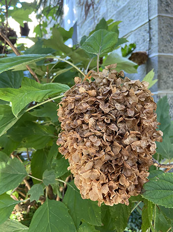 Plants of the Week: September 19 - Scott Arboretum & Gardens