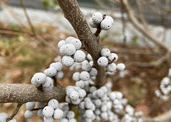 Plants of the Week: Jan. 23